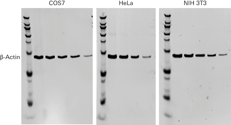 beta actin mouse primary antibody example data