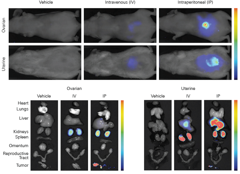 biodistribution of siRNA delivery system