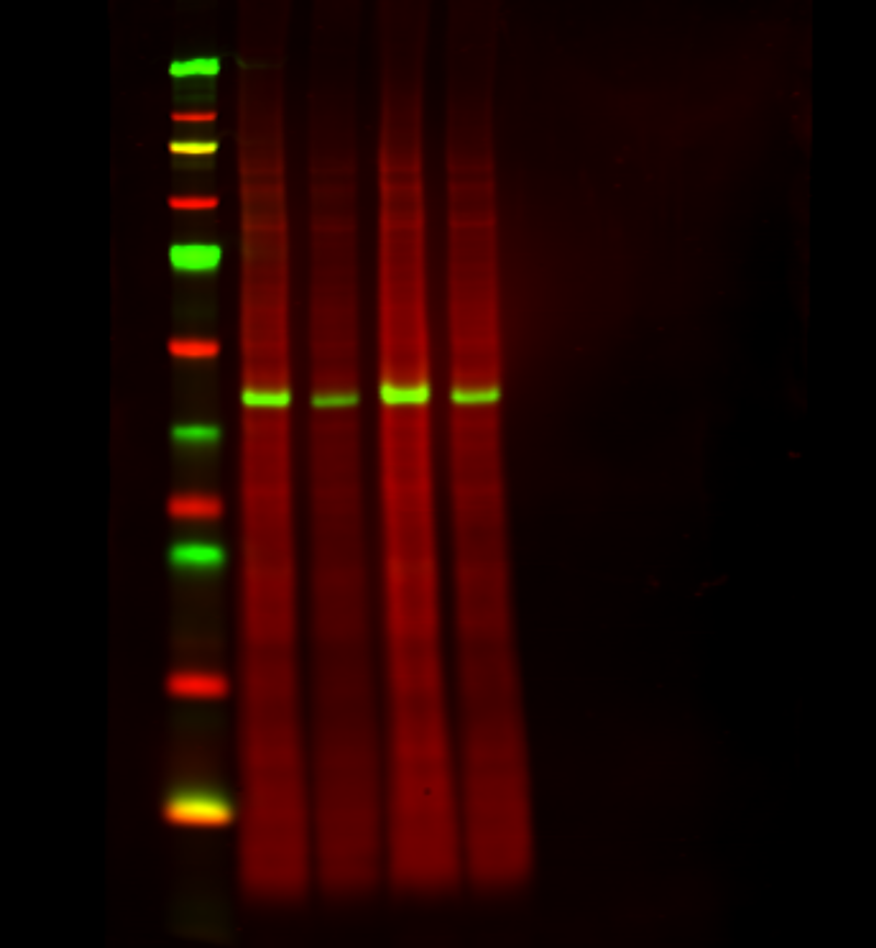 700nm and 800nm Western Blot