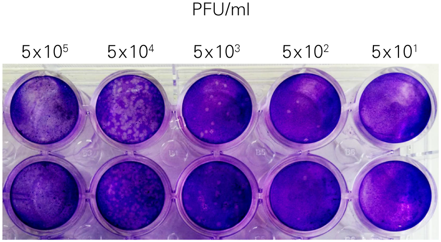 HSV-1 Titration with ICW