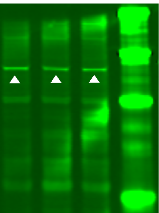 Data image for Quantitative analysis with Empiria Studio was more consistent than local and global background subtraction