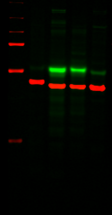 IRDye 680LT Goat anti-Mouse IgG2b-Specific Secondary Antibody data